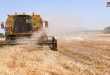 Peasants in Damascus countryside harvest their wheat crop