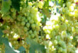 Grape harvesting season in Sweida province begins