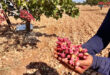 Activities of pistachio picking festival starts in Aleppo city