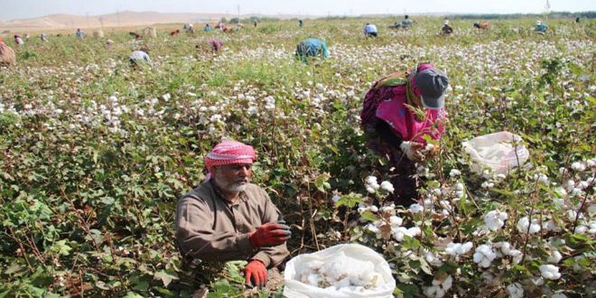 Harvesting 4 thousand hectares of cotton in Hasaka province