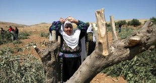 Colonos israelíes destruyen cultivos agrícolas y arrancan árboles de uva y olivo de los palestinos