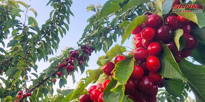 Cerezas del Golán Sirio Ocupado, símbolo de resistencia y firmeza