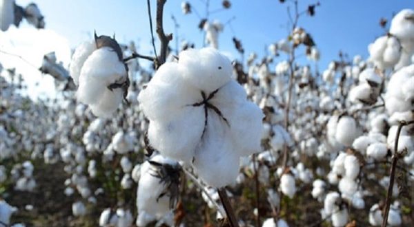 Siria siembra 16 mil hectáreas con algodón