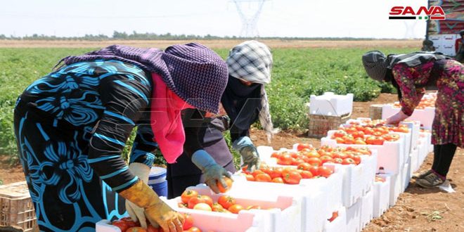 Provincia siria produce 312 mil toneladas de tomate