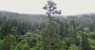 Hallan árbol más grande de Asia en Tíbet, China