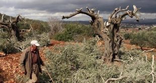 Militares israelíes arrancan 70 olivos de los palestinos