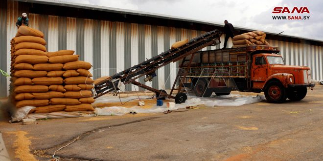 Agricultores entregan más de 700 mil toneladas de trigo a centros estatales
