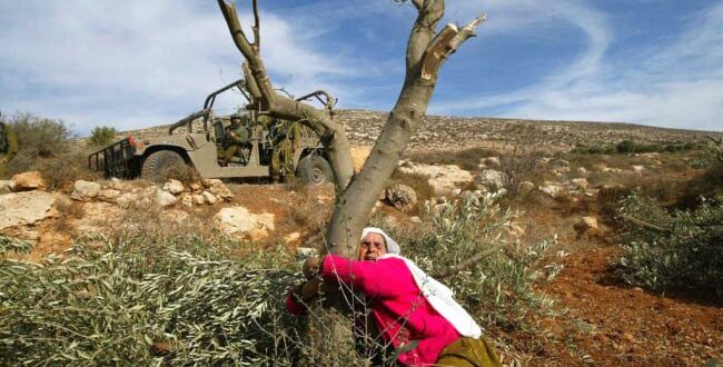 La guerra israelí contra los olivos palestinos