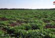 اختصاص بیش از 32 هزار هکتار از مناطق امن سوریه به کشت سبزیجات تابستانی