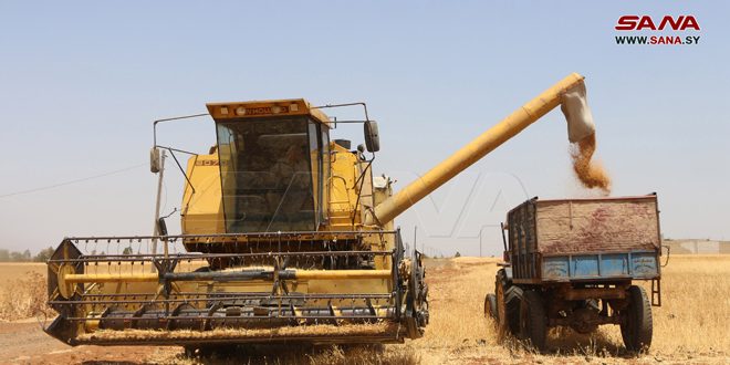 اتمام برداشت جو و عدس در مزارع درعا