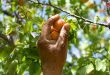 44,500 עצי משמש: תעשיית קמראלדין משגשגת בכפר אל-חומיירה בקלמון