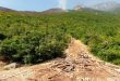 В провинции Хама продолжается тушение лесных пожаров