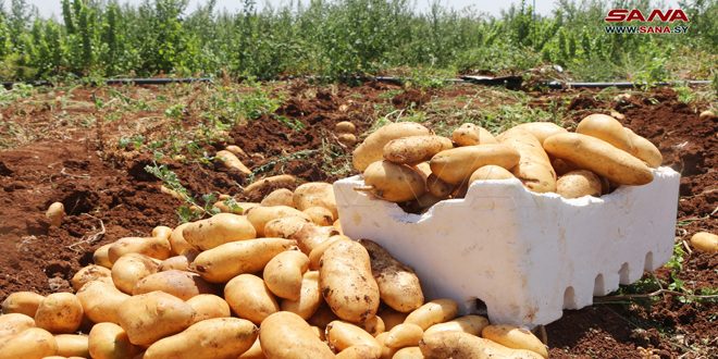В провинции Дараа начался сбор урожая картофеля