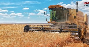 Desértico municipio sirio produjo más de 11.000 toneladas de trigo