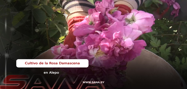 Vídeo: Prospera el cultivo de la rosa damascena en Alepo