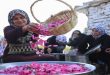 Rituales de la cosecha de la Rosa Damascena en Siria (+Video)