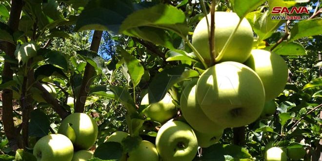 زراعة حماة تتوقع إنتاج أكثر من 14 ألف طن تفاح خلال الموسم الحالي